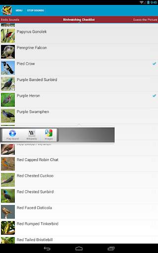 African Birds Sounds Free screenshot 19
