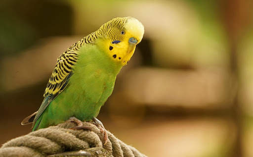 Budgie Bird Wallpapers HD screenshot 5