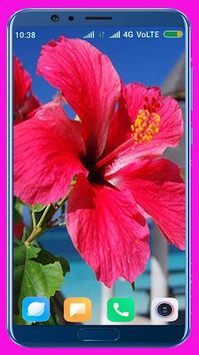 Hibiscus Flower Wallpaper Best 4K screenshot 1