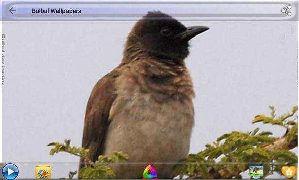 Bulbul Wallpapers screenshot 20