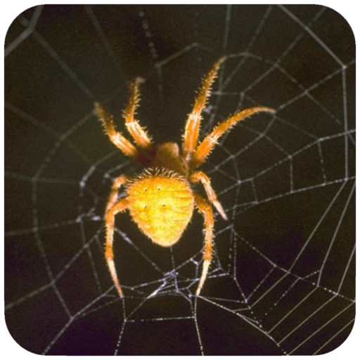 Spider Wallpaper icon