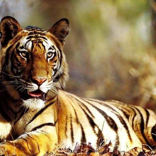 Tiger Wallpapers 2.0