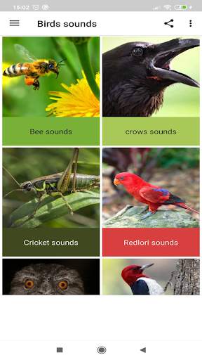 Birds sounds screenshot 2