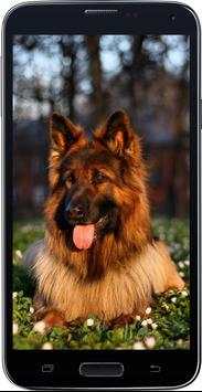 HD Amazing German Shepherd Wallpapers • Pets Dogs screenshot 2