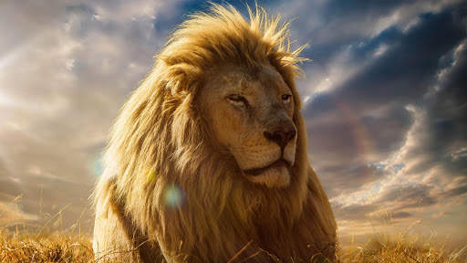 Lion Wallpapers | hd backgrounds screenshot 15