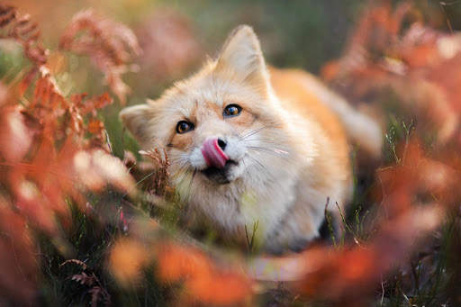 Fox Live Wallpaper (Wallpapers & Backgrounds) screenshot 11