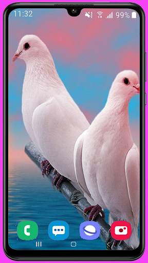 Pigeon Wallpaper Best HD screenshot 8
