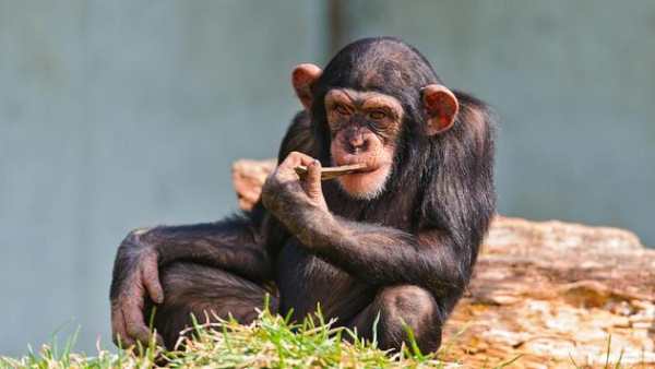 Funny chimpanzee screenshot 5
