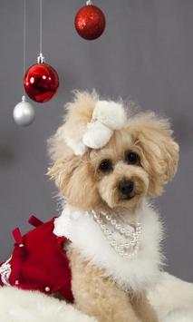 Christmas Dogs Cats wallpaper screenshot 1