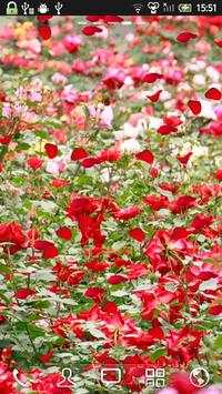 Rose Live Wallpaper screenshot 1