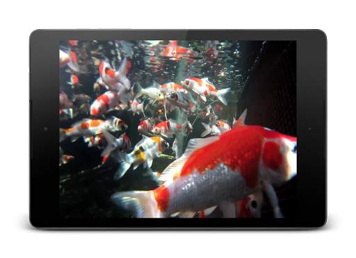 Koi HD Video Live Wallpaper screenshot 6