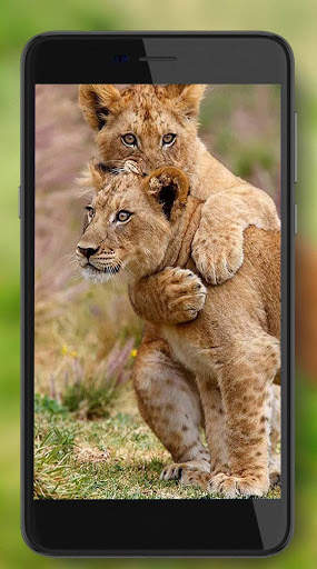 Lion Live Wallpaper screenshot 5