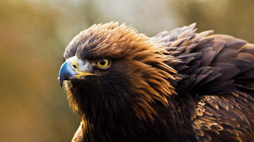 Eagle Live Wallpaper : 7fon & LWP screenshot 5