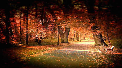 Forest HD Backgrounds screenshot 10