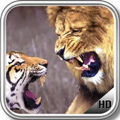 Tiger Vs. Lion Wallpaper icon