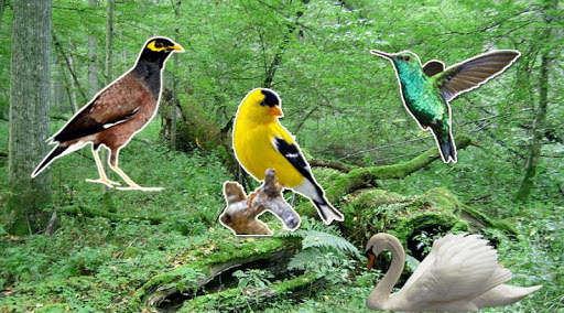 Bird sounds स्क्रीनशॉट 2