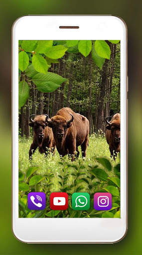 Forest Animals Live Wallpaper screenshot 2