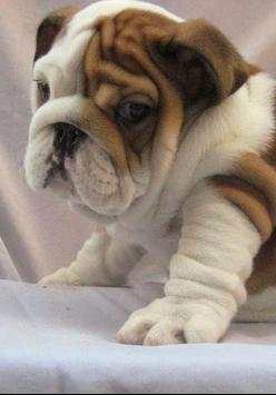 Dog Breeds Pictures screenshot 2