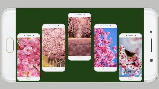 Sakura Wallpaper HD screenshot 2