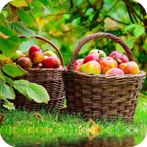 Fruit Apple Wallpaper HD 1.06