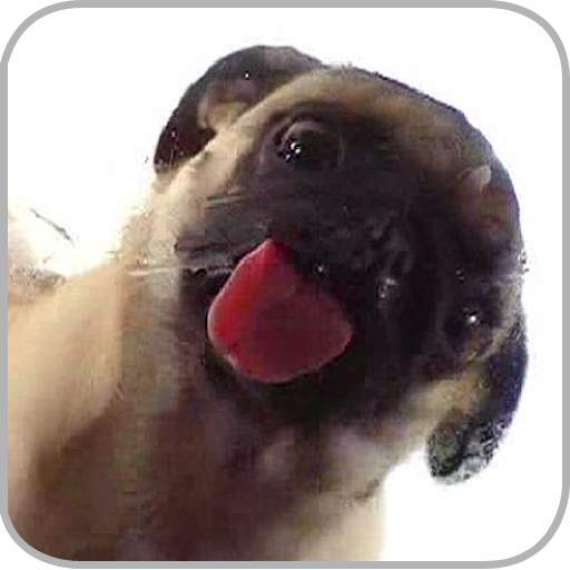Dog Licker Live Wallpaper FREE 1.2
