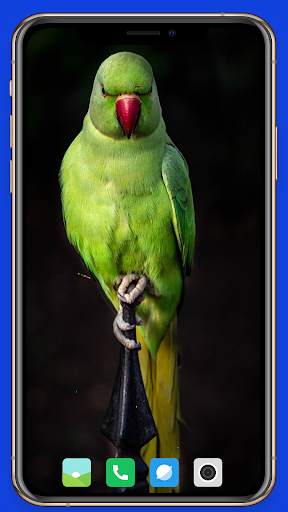 Parrot Wallpaper HD screenshot 13