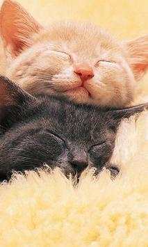 Kittens Jigsaw Puzzles screenshot 2