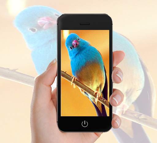 Bird Wallpaper screenshot 4