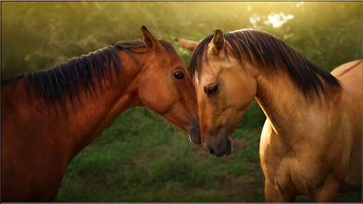 Animals Puzzles Jigsaw Collection screenshot 4