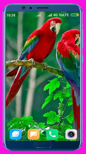 Parrot HD Wallpaper screenshot 1