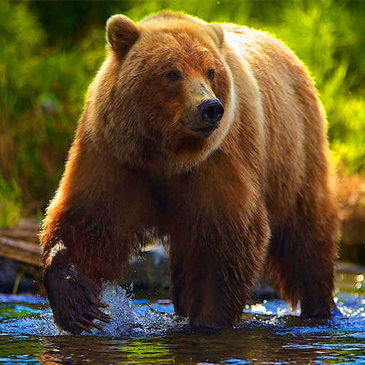 Bear Simulator 2021- Animal Simulator 2021 icon