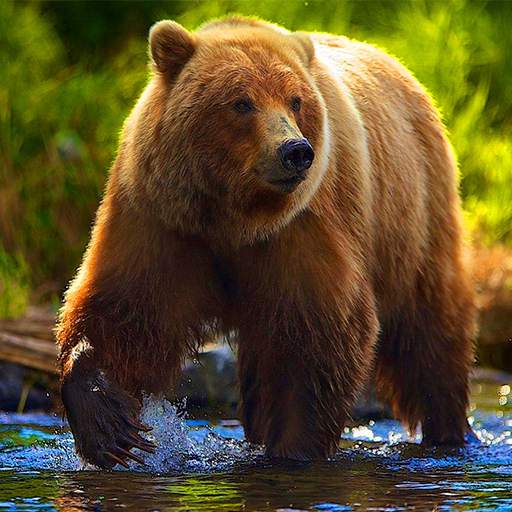 Bear Simulator 2021- Animal Simulator 2021 1.2