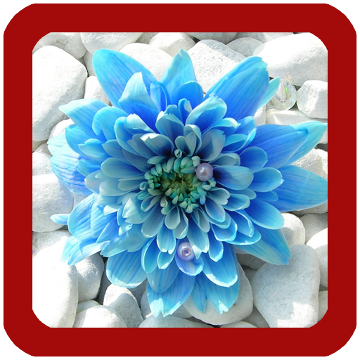 Flowers Wallpaper HD icon