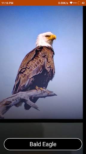 Bird Identify : Artificial Intelligence screenshot 7