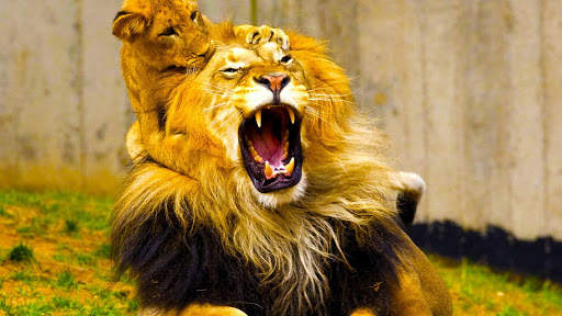 Lion Live Wallpaper (Wallpapers & Backgrounds) screenshot 9