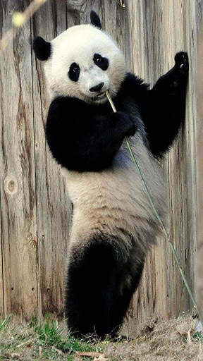 Panda Wallpaper - Cute Panda Wallpapers 🐼 screenshot 12