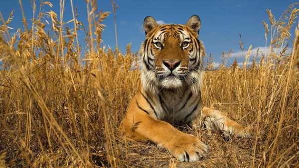 Tigers - HD Wallpapers 6 تصوير الشاشة