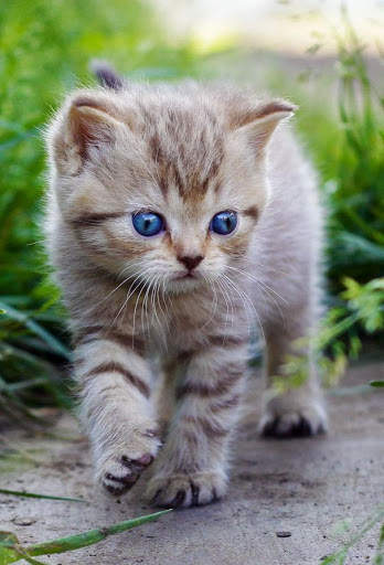 Cute Kitten Wallpaper screenshot 2