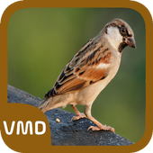 Sparrow Bird Sound icon