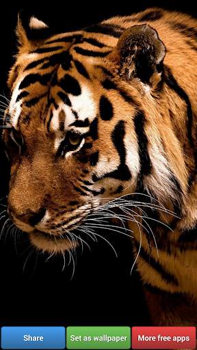 Big Cats HD Wallpapers screenshot 4