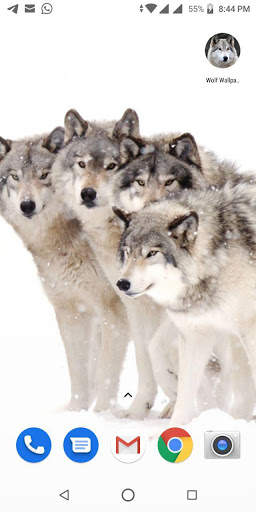 Free Wolf Wallpapers HD screenshot 2