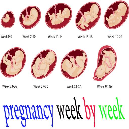 pregnancy week by week 1.0