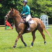 Horse Riding Free Game Jigsaw Puzzle 1.0