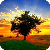 Sunrise / camera LIVE أيقونة