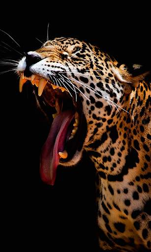 Leopard Live Wallpaper (Wallpapers & Backgrounds) 1 تصوير الشاشة