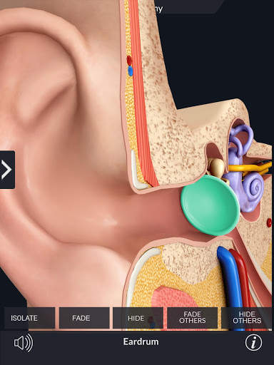 My Ear Anatomy screenshot 8