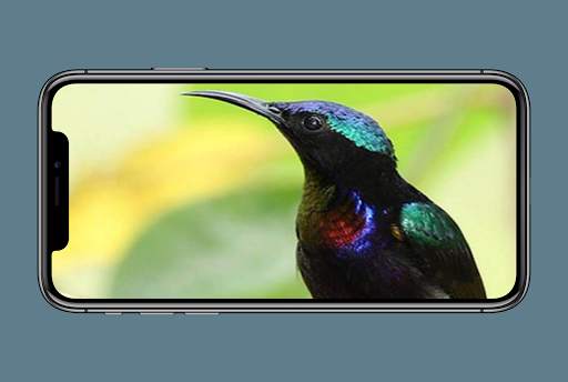 Suara Kolibri Buat Pikat скриншот 3