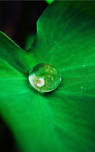 Green Wallpapers | hd backgrounds screenshot 3