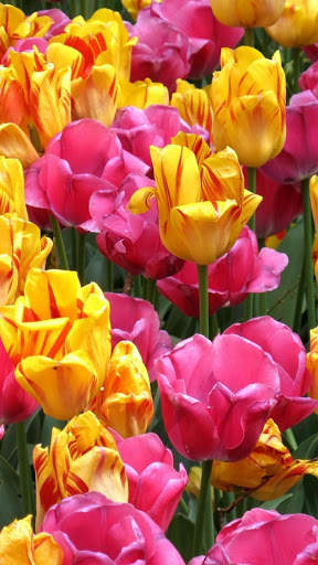 Flower Video Live Wallpaper screenshot 2