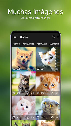 Fondos de pantalla con gatos screenshot 2